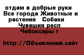 отдам в добрые руки - Все города Животные и растения » Собаки   . Чувашия респ.,Чебоксары г.